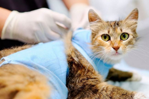 Kada sterilizaciju mačke, metoda i posljedica postupka